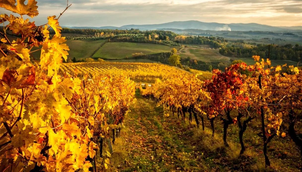 Autumn vineyard with golden leaves in the Niccone Valley, Umbria Italy
