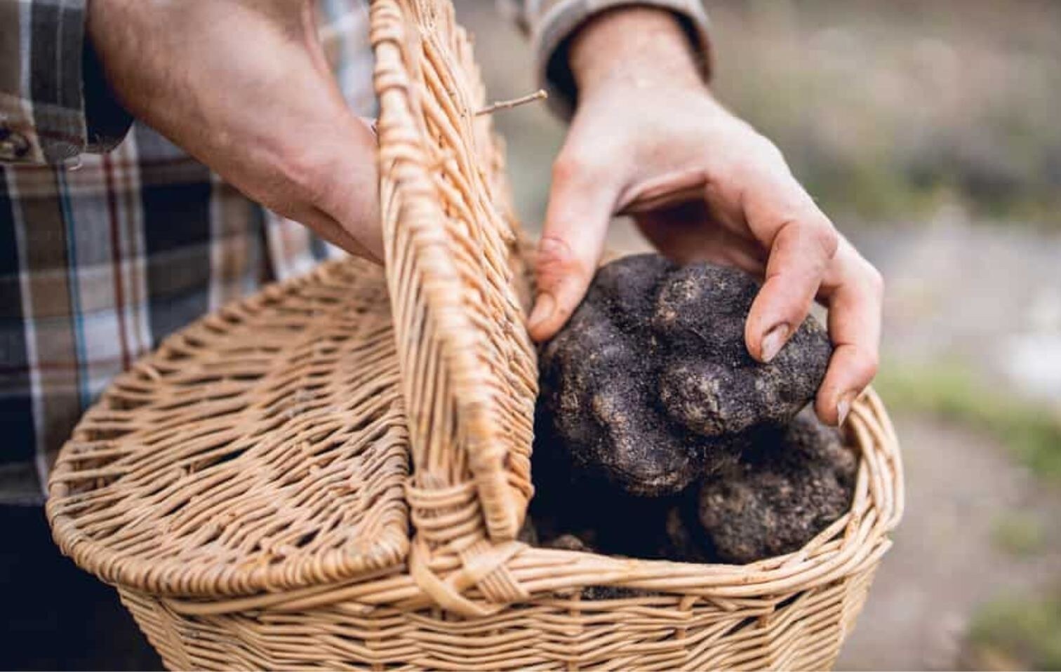 Freshly foraged black summer truffles in a wicker basket in the Niccone Valley, Umbria
