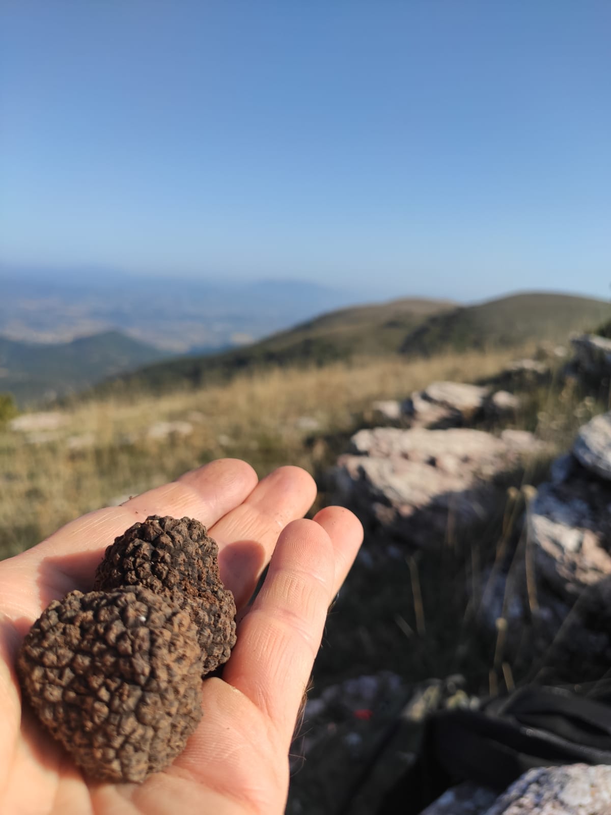 Black truffles freshly found in the Umbrian hills